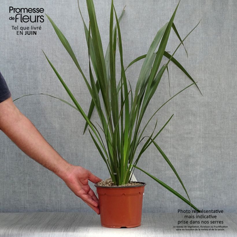 Exemplaar van Phormium tenax - Nieuw-Zeelands vlas Pot van 2 l/3 l zoals geleverd in de zomer