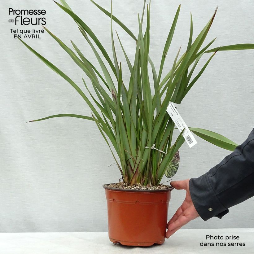 Example of Phormium tenax - Nieuw-Zeelands vlas Pot van 2 l/3 l as you get in printemps