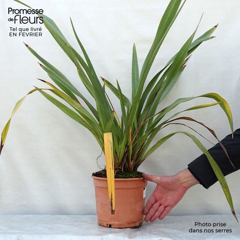 Example of Phormium tenax - Nieuw-Zeelands vlas Pot van 4 l/5 l as you get in hiver