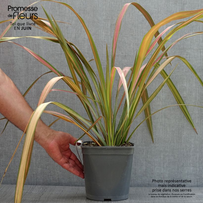 Exemplaar van Phormium tenax - Nieuw-Zeelands vlas Pot van 4 l/5 l zoals geleverd in de zomer