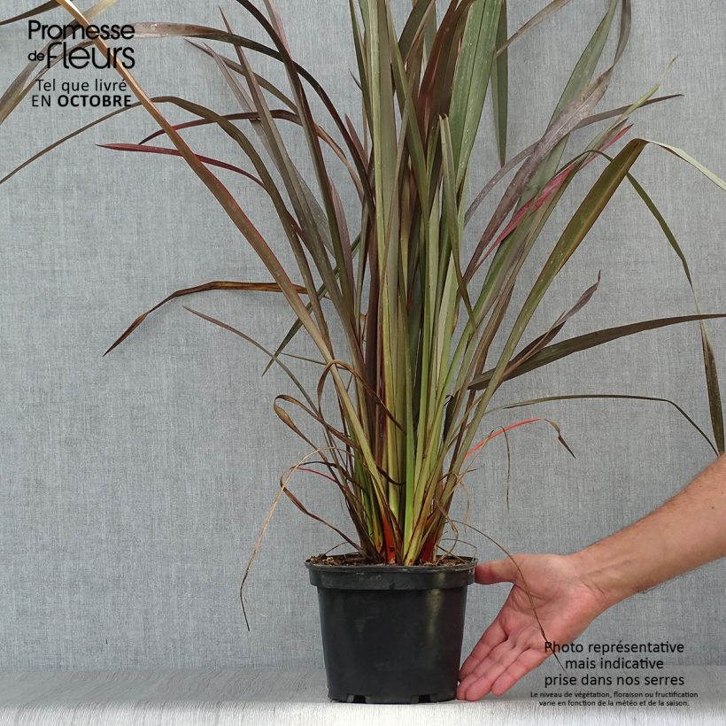 Exemplaar van Phormium tenax Purpureum - Nieuw-Zeelands vlas Pot van 2 l/3 l zoals geleverd in de herfst