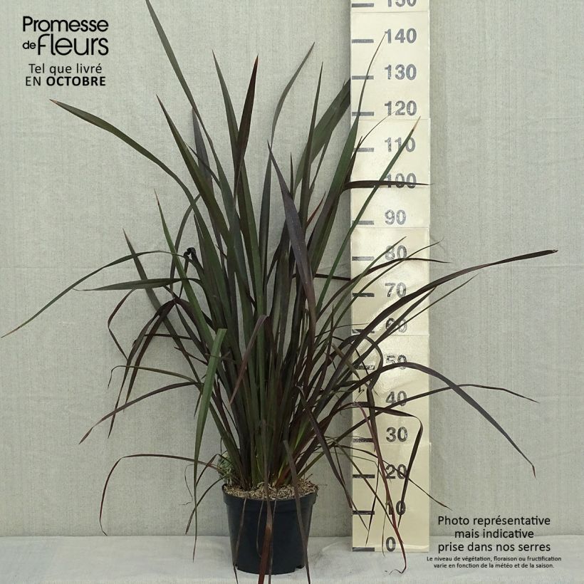 Exemplaar van Phormium tenax Purpureum - Nieuw-Zeelands vlas Pot van 7,5 l/10 l zoals geleverd in de herfst