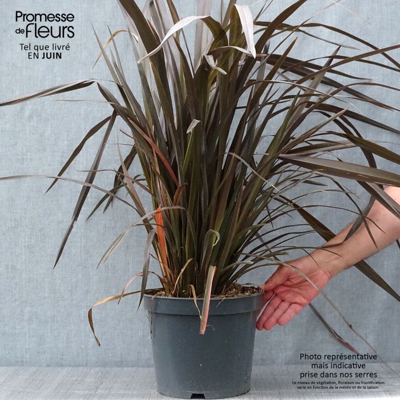 Exemplaar van Phormium tenax Purpureum - Nieuw-Zeelands vlas Pot van 7,5 l/10 l zoals geleverd in de zomer