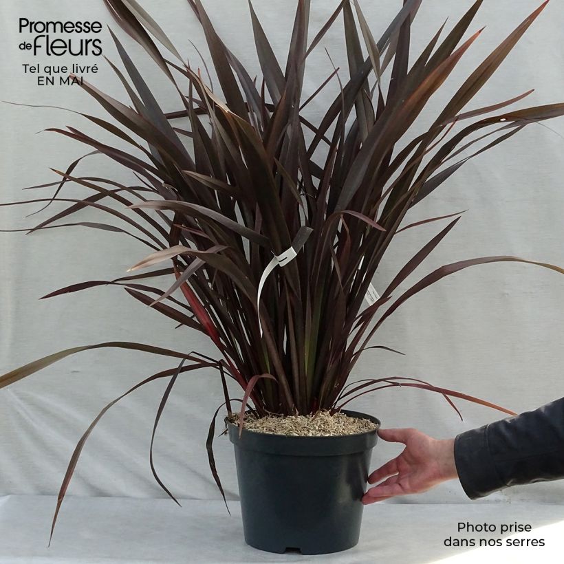 Exemplaar van Phormium tenax Purpureum - Nieuw-Zeelands vlas Pot van 7,5 l/10 l zoals geleverd in de lente