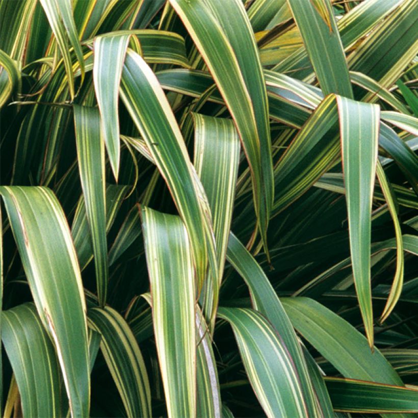 Phormium tenax Variegatum - Nieuw-Zeelands vlas (Foliage)