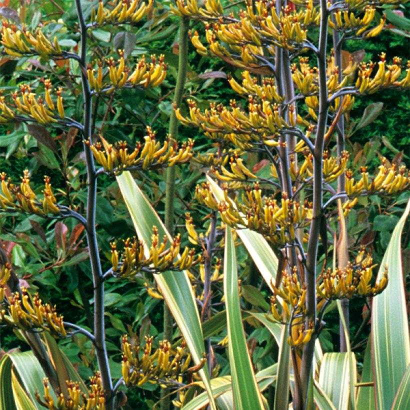 Phormium tenax Variegatum - Nieuw-Zeelands vlas (Flowering)