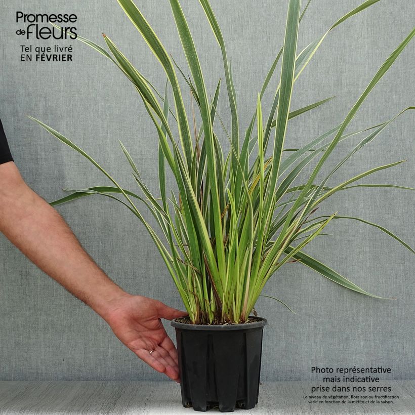Exemplaar van Phormium tenax Variegatum - Nieuw-Zeelands vlas Pot van 2 l/3 l zoals geleverd in de herfst