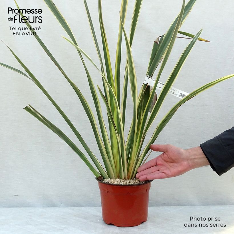 Example of Phormium tenax Variegatum - Nieuw-Zeelands vlas Pot van 2 l/3 l as you get in printemps