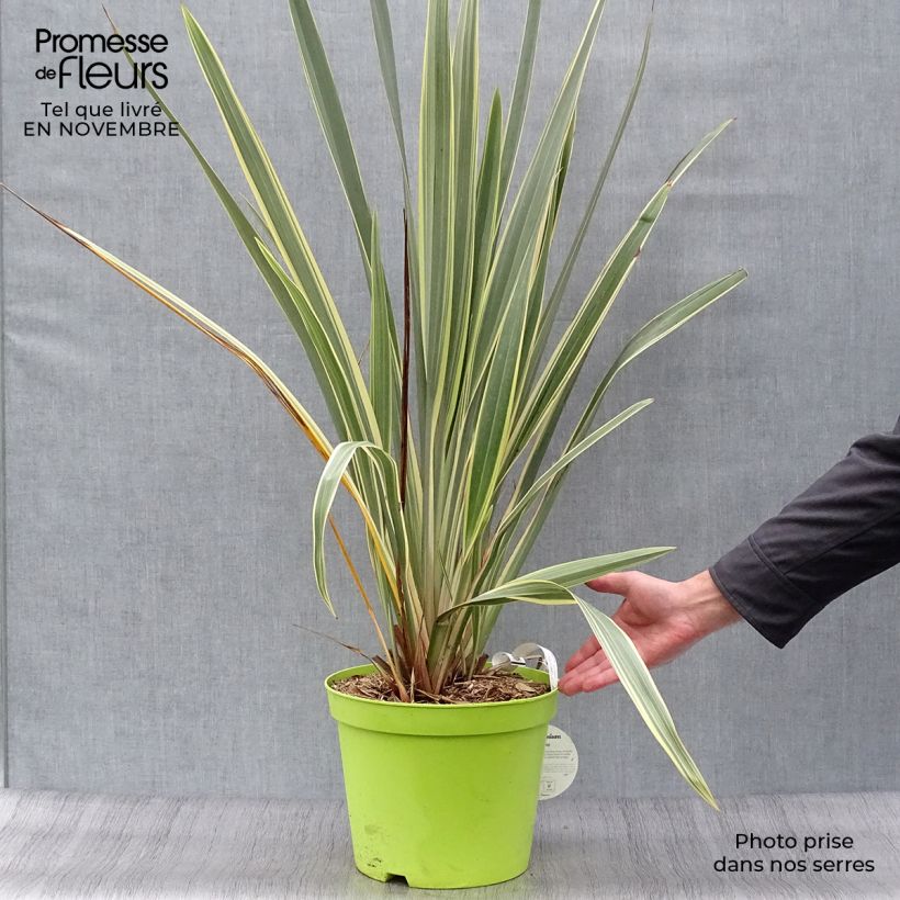 Exemplaar van Phormium tenax Variegatum - Nieuw-Zeelands vlas Pot van 7,5 l/10 l zoals geleverd in de herfst