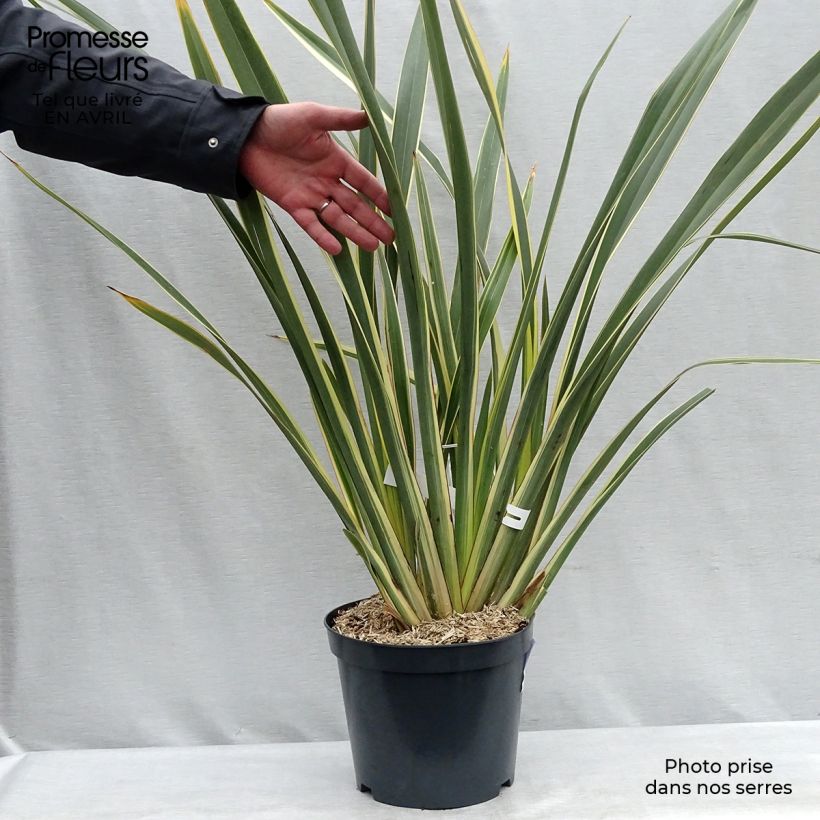 Example of Phormium tenax Variegatum - Nieuw-Zeelands vlas Pot van 7,5 l/10 l as you get in printemps