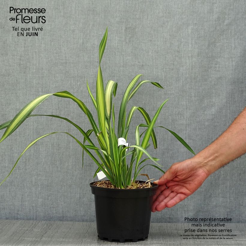 Exemplaar van Phormium Yellow Wave - Nieuw-Zeelands vlas Pot van 2 l/3 l zoals geleverd in de zomer