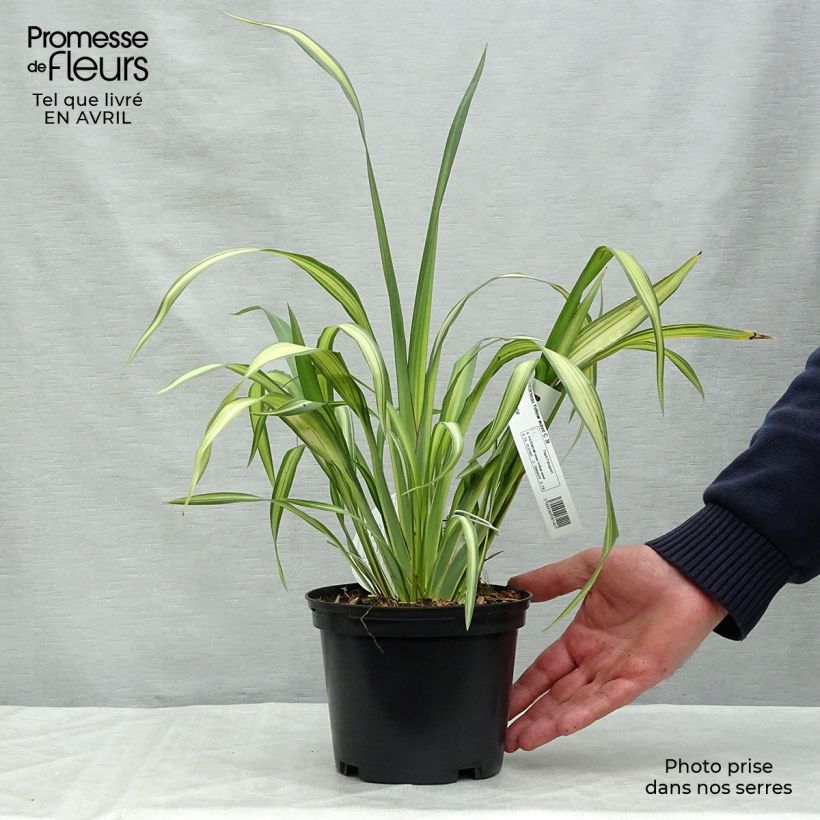 Example of Phormium Yellow Wave - Nieuw-Zeelands vlas Pot van 2 l/3 l as you get in printemps