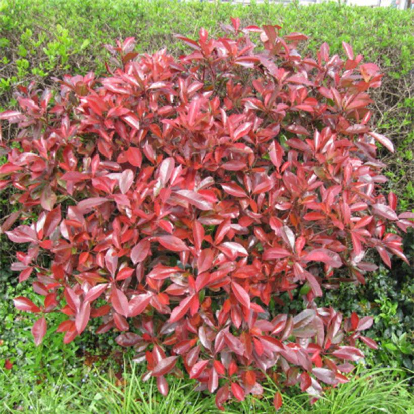 Photinia Little Red Robin - Glansmispel (Groeiplaats)