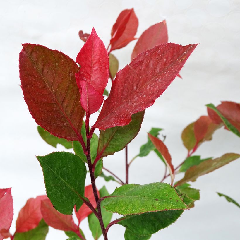 Photinia Little Red Robin - Glansmispel (Blad)