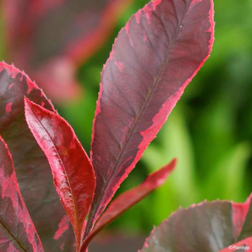Photinia Louise - Glansmispel (Blad)