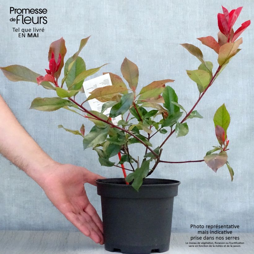 Exemplaar van Photinia fraseri Camilvy - Glansmispel Pot van 2 l/3 l zoals geleverd in de lente