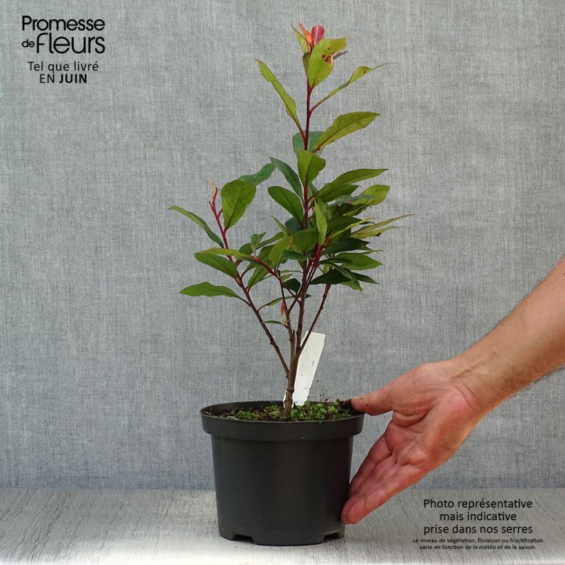 Exemplaar van Photinia fraseri Carré Rouge - Glansmispel Pot van 2 l/3 l zoals geleverd in de zomer