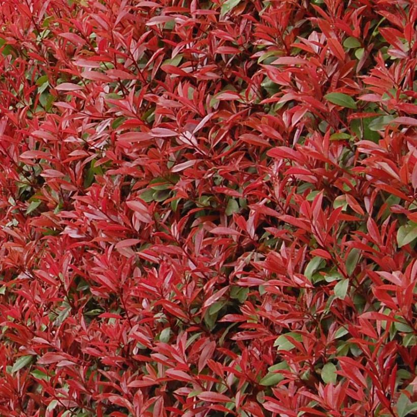 Photinia fraseri Carré Rouge - Glansmispel (Blad)