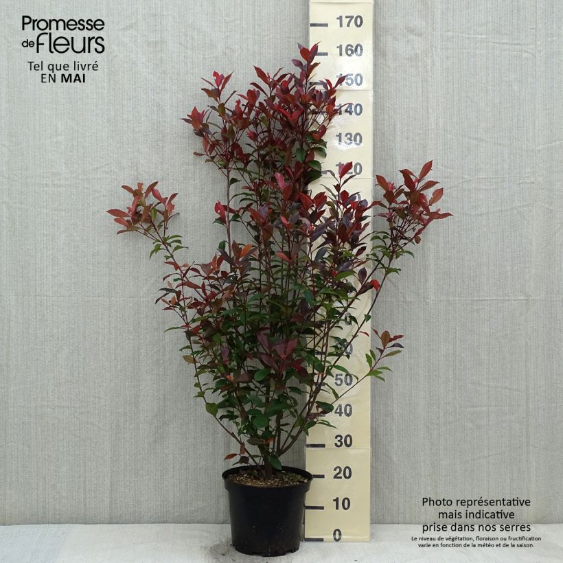 Exemplaar van Photinia fraseri Carré Rouge - Glansmispel Pot van 7,5 l/10 l zoals geleverd in de lente
