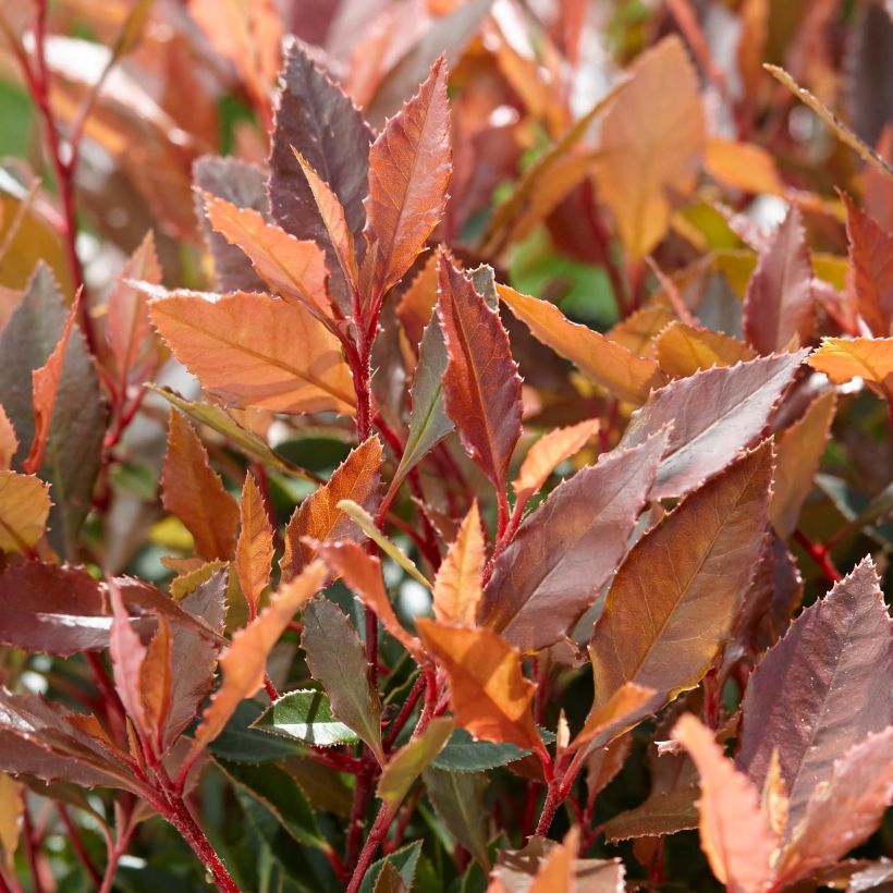 Photinia fraseri Chico - Glansmispel (Blad)