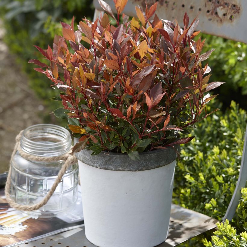 Photinia fraseri Chico - Glansmispel (Groeiplaats)