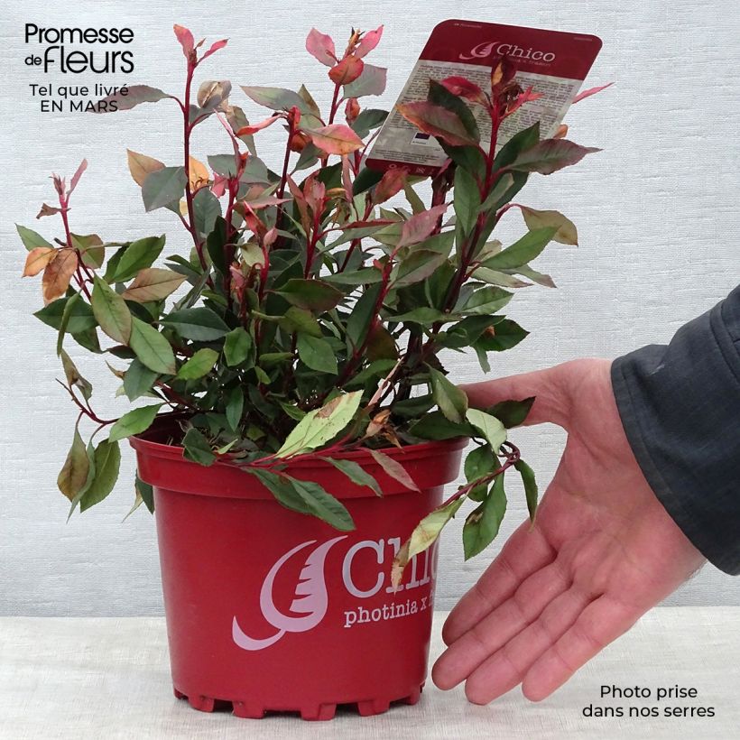 Exemplaar van Photinia fraseri Chico - Glansmispel Pot van 2 l/3 l zoals geleverd in de lente