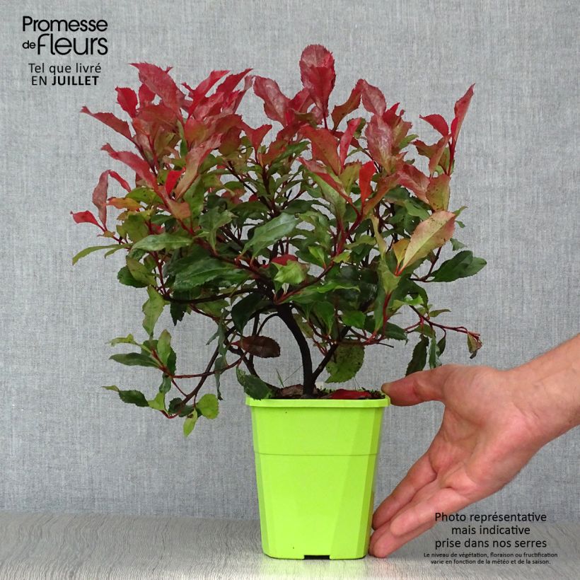 Exemplaar van Photinia fraseri Corallina - Glansmispel Pot van 1,5 l/2 l zoals geleverd in de zomer