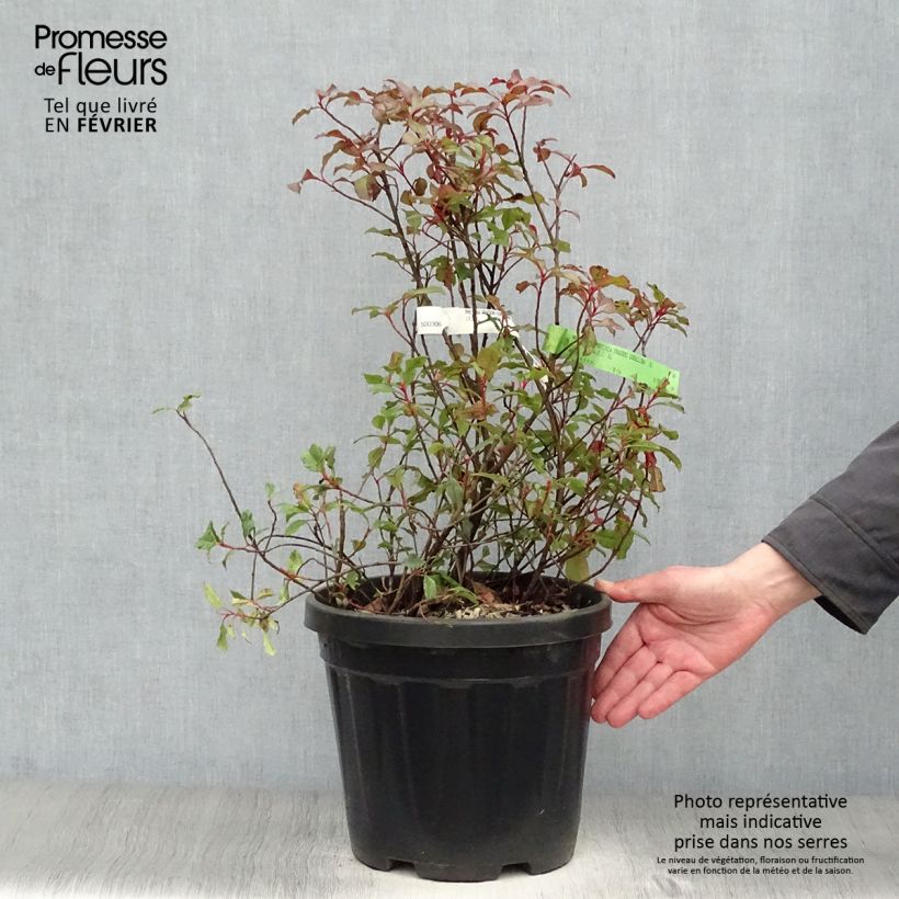 Exemplaar van Photinia fraseri Corallina - Glansmispel Pot van 7,5 l/10 l zoals geleverd in de winter