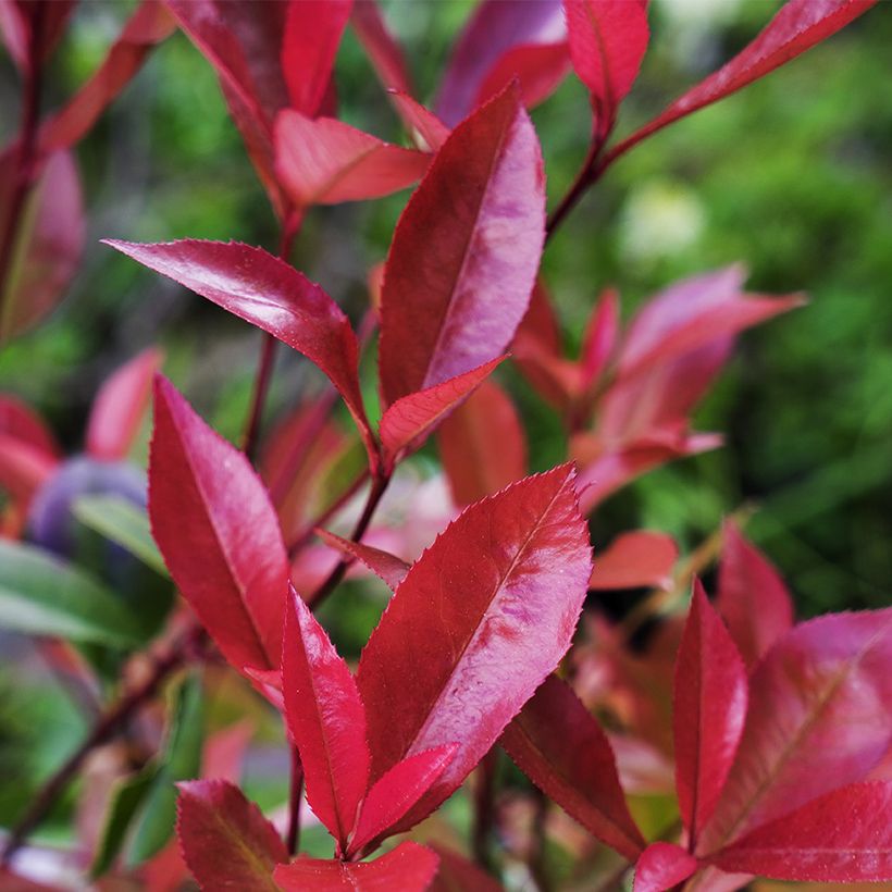 Photinia fraseri Devils Dream - Glansmispel (Blad)