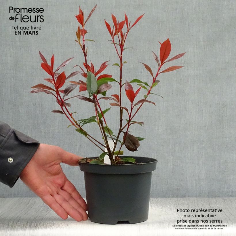 Exemplaar van Photinia fraseri Dicker Toni - Glansmispel Pot van 2 l/3 l zoals geleverd in de lente