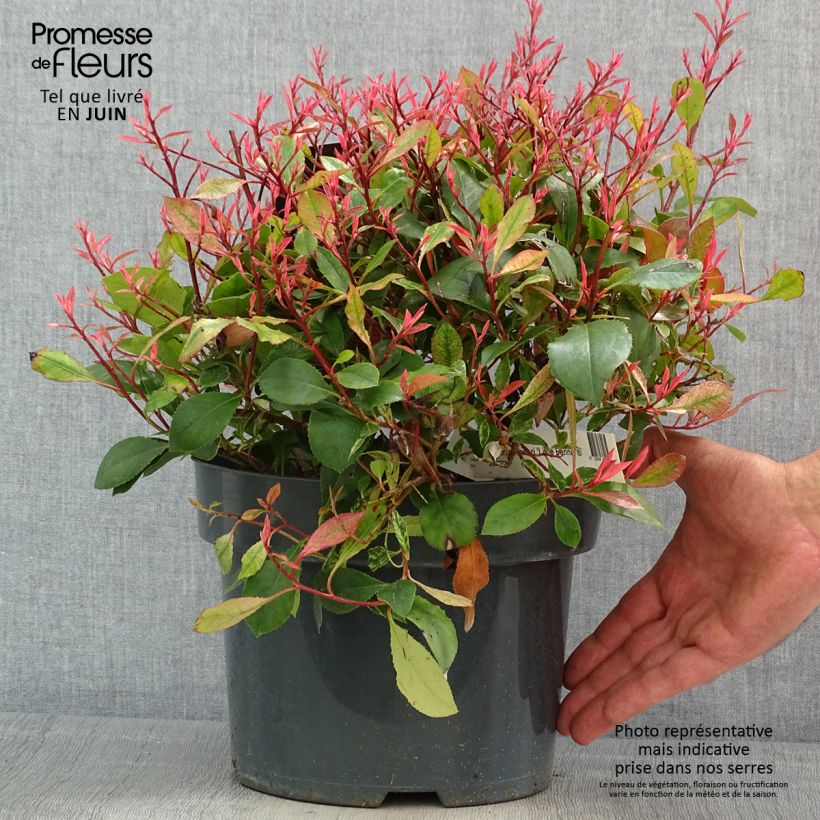 Example of Photinia fraseri Little Fenna - Glansmispel Pot van 2 l/3 l as you get in printemps
