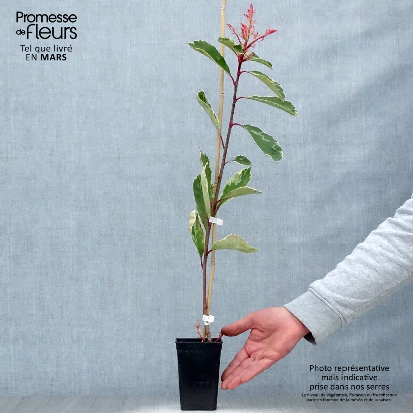 Example of Photinia fraseri Pink Marble - Glansmispel Pot van 1 l/1,5 l as you get in printemps