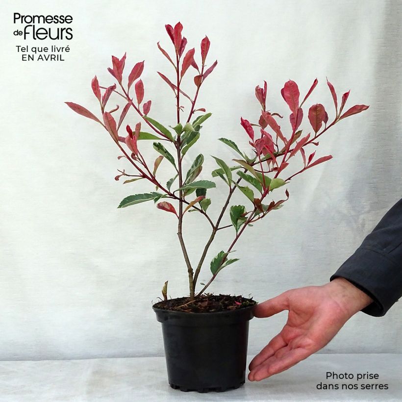 Example of Photinia fraseri Pink Marble - Glansmispel Pot van 2 l/3 l as you get in printemps