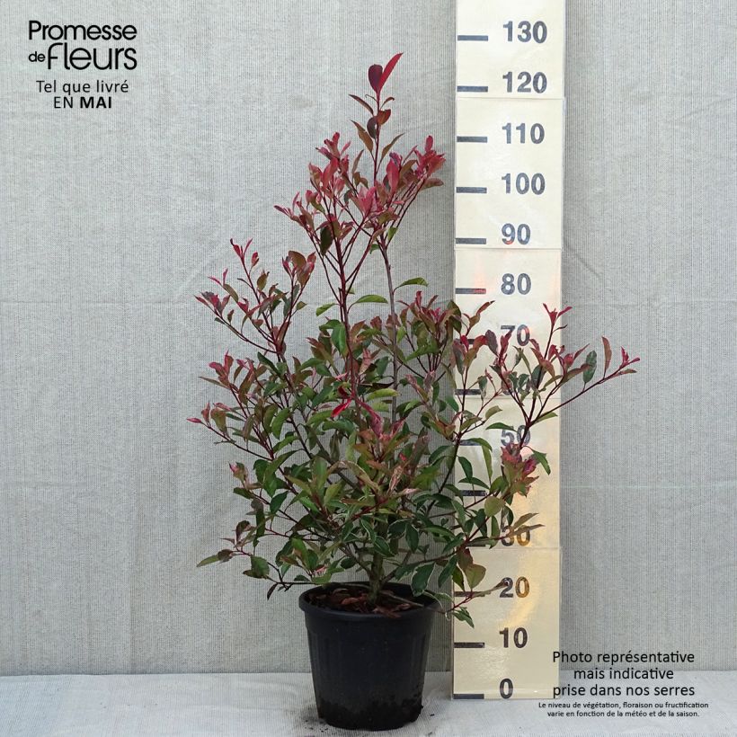 Example of Photinia fraseri Pink Marble - Glansmispel Pot van 7,5 l/10 l as you get in printemps