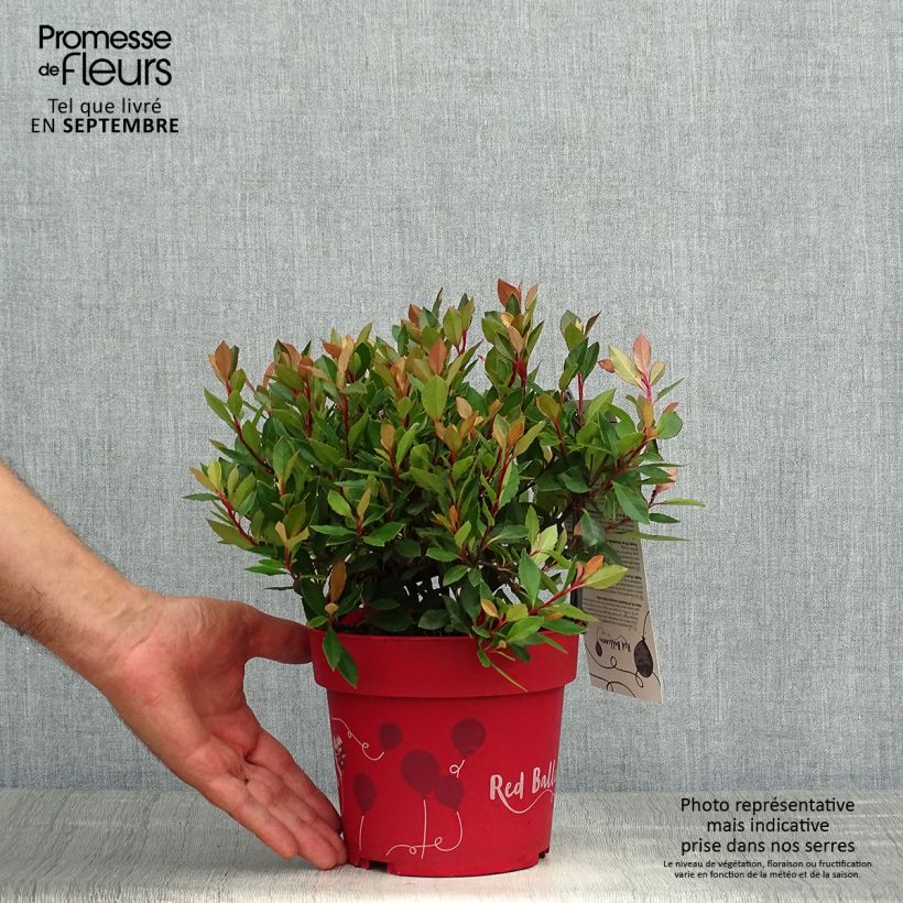 Exemplaar van Photinia fraseri Red Ballcoon Pot de 2L/3L zoals geleverd in de herfst