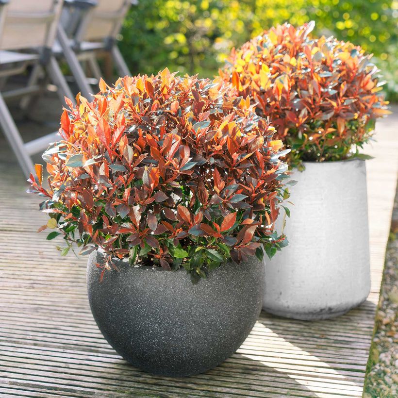 Photinia fraseri Red Ballcoon - Glansmispel (Groeiplaats)
