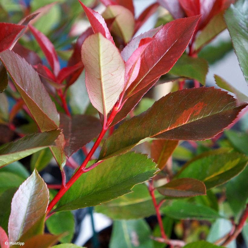 Photinia fraseri Red Light - Glansmispel (Foliage)