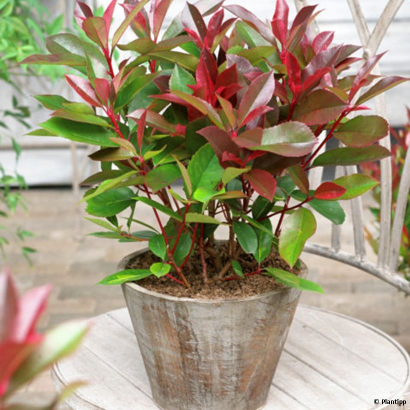 Photinia fraseri Red Light - Glansmispel (Plant habit)