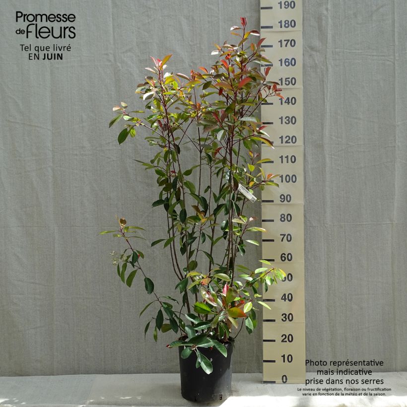 Exemplaar van Photinia fraseri Red Robin - Glansmispel Pot van 12 l/15 l zoals geleverd in de lente