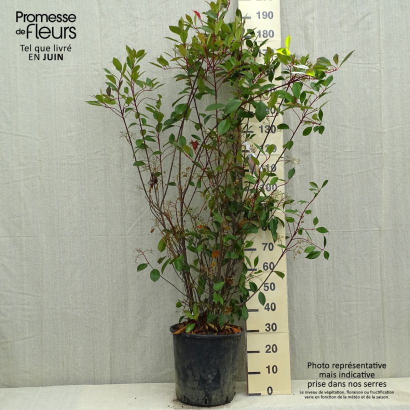 Exemplaar van Photinia fraseri Red Robin - Glansmispel Pot van 18 l/20 l zoals geleverd in de lente