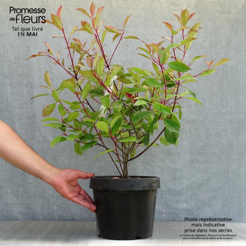 Exemplaar van Photinia fraseri Red Robin - Glansmispel Pot van 7,5 l/10 l zoals geleverd in de lente