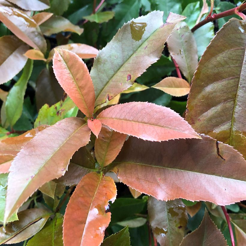 Photinia Red Robin Blood - Glansmispel (Blad)