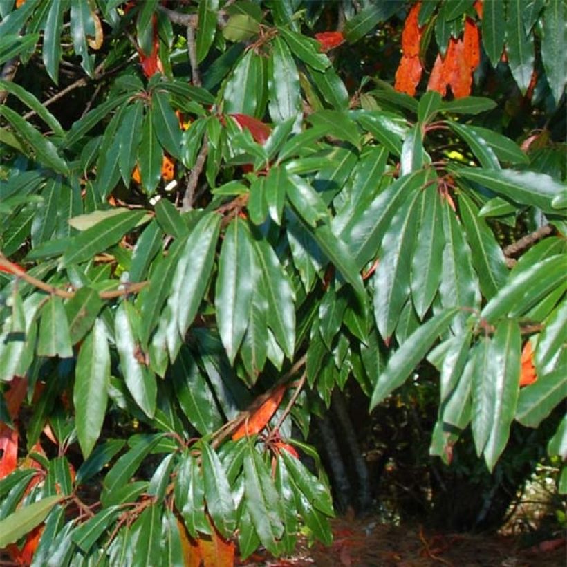Photinia niitakayamensis - Glansmispel (Blad)