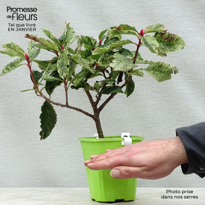 Exemplaar van Photinia serratifolia Pink Crispy - Glansmispel Pot van 1 l/1,5 l zoals geleverd in de winter