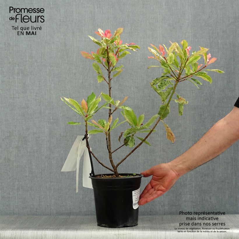 Exemplaar van Photinia serratifolia Pink Crispy - Glansmispel Pot van 4 l/5 l zoals geleverd in de lente