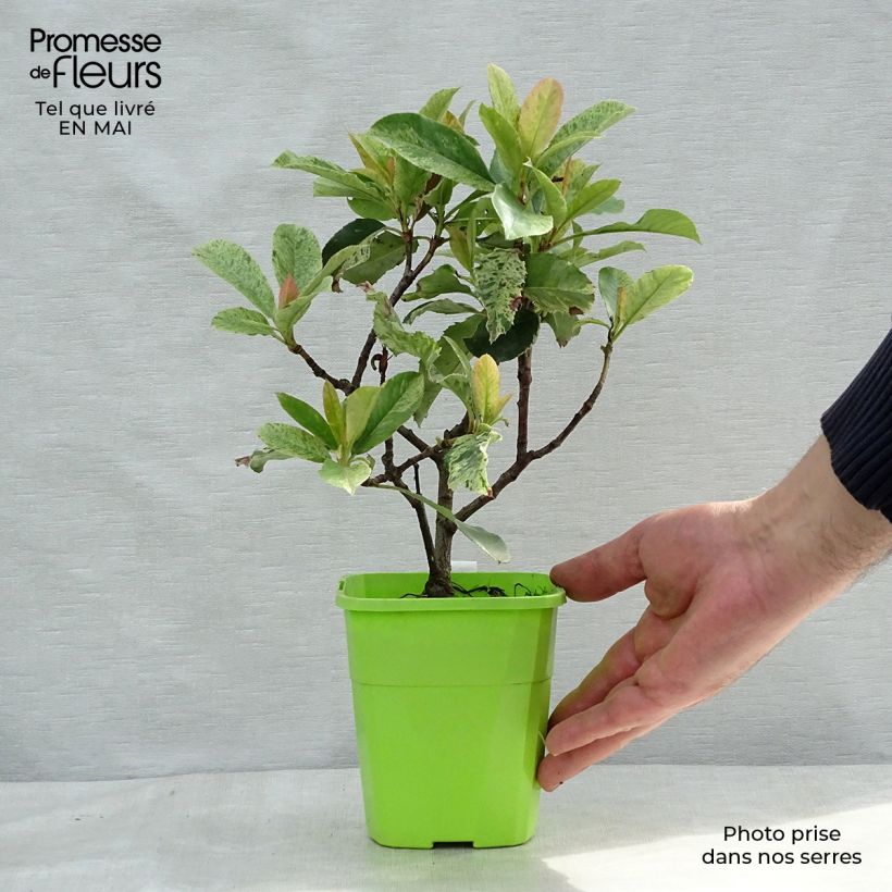 Exemplaar van Photinia serratifolia Pink Crispy - Glansmispel Pot van 1 l/1,5 l zoals geleverd in de lente