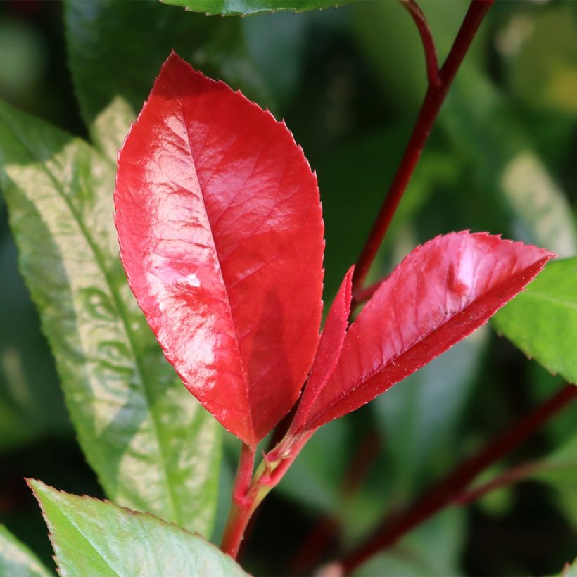 Photinia fraseri Baton Rouge - Glansmispel (Blad)