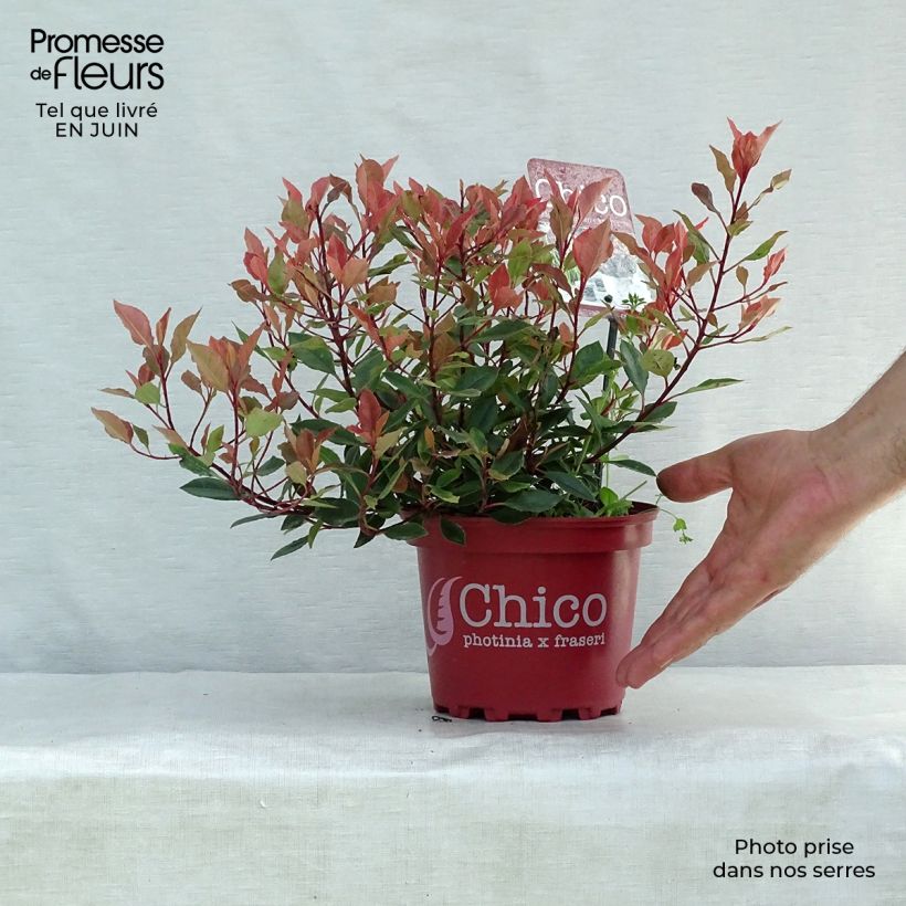 Exemplaar van Photinia fraseri Chico - Glansmispel Pot van 2 l/3 l zoals geleverd in de zomer