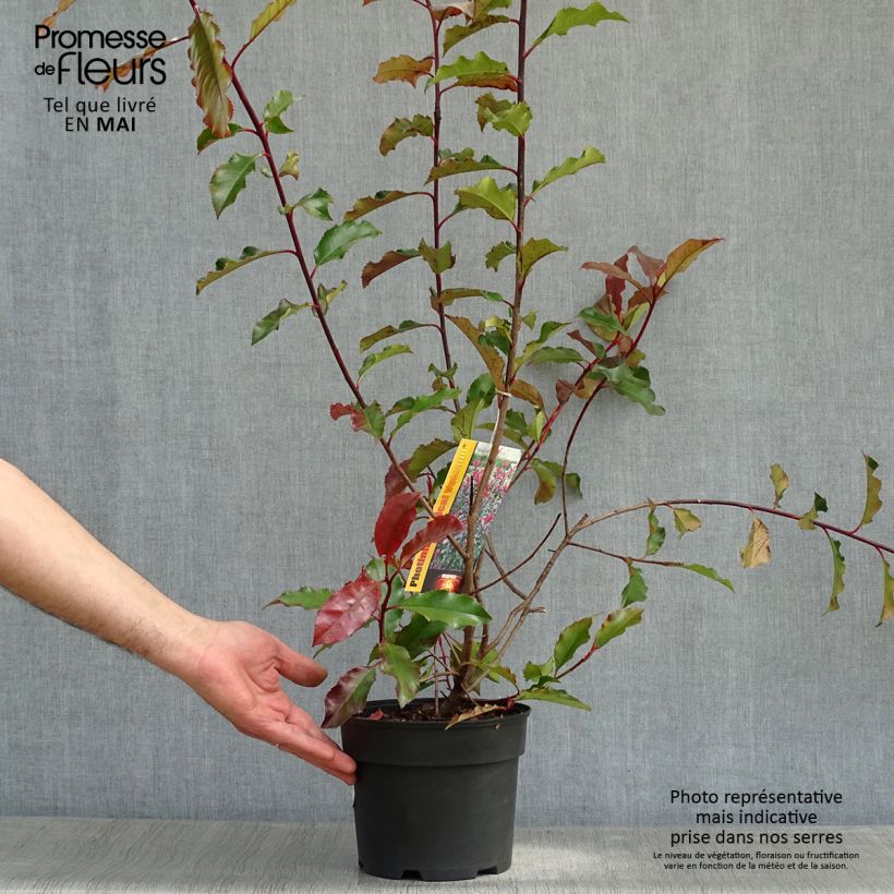 Exemplaar van Photinia fraseri Magical Volcano - Glansmispel Pot van 2 l/3 l zoals geleverd in de lente