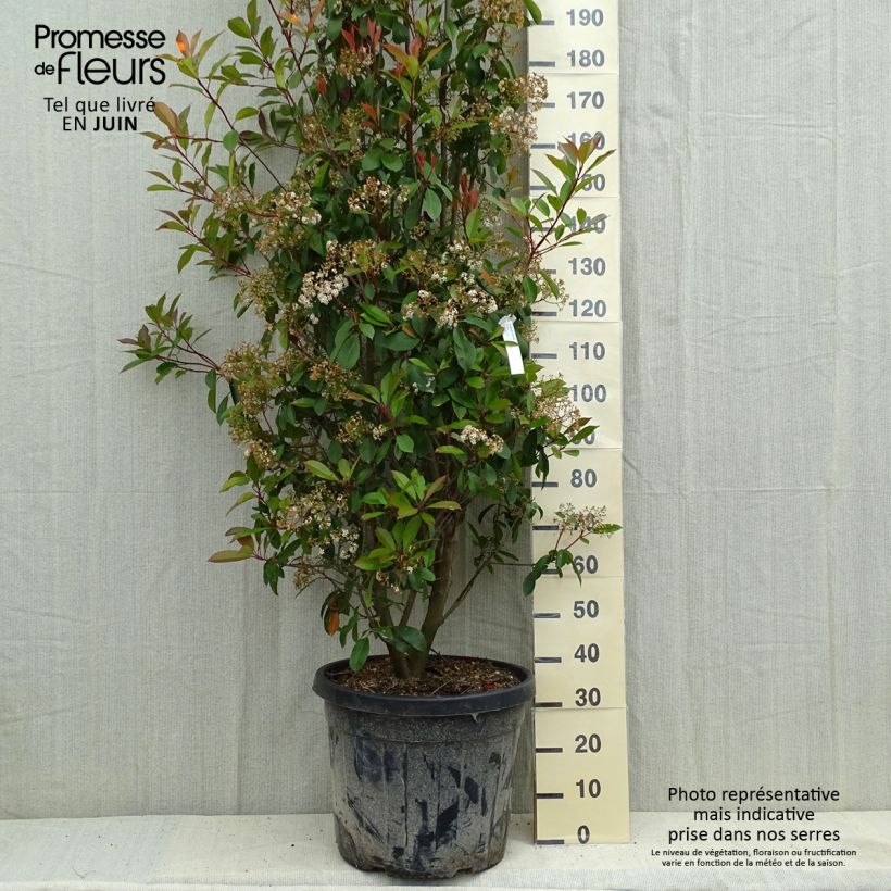 Exemplaar van Photinia fraseri Red Robin - Glansmispel Pot van 50 l/55 l zoals geleverd in de lente